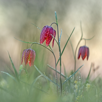Die Schachblume ist – wie auch mehrere andere besonders schöne Pflanzen mit Gartentradition – nach der Bundesartenschutzverordnung „besonders geschützt“. Fotot: Heinz Buls