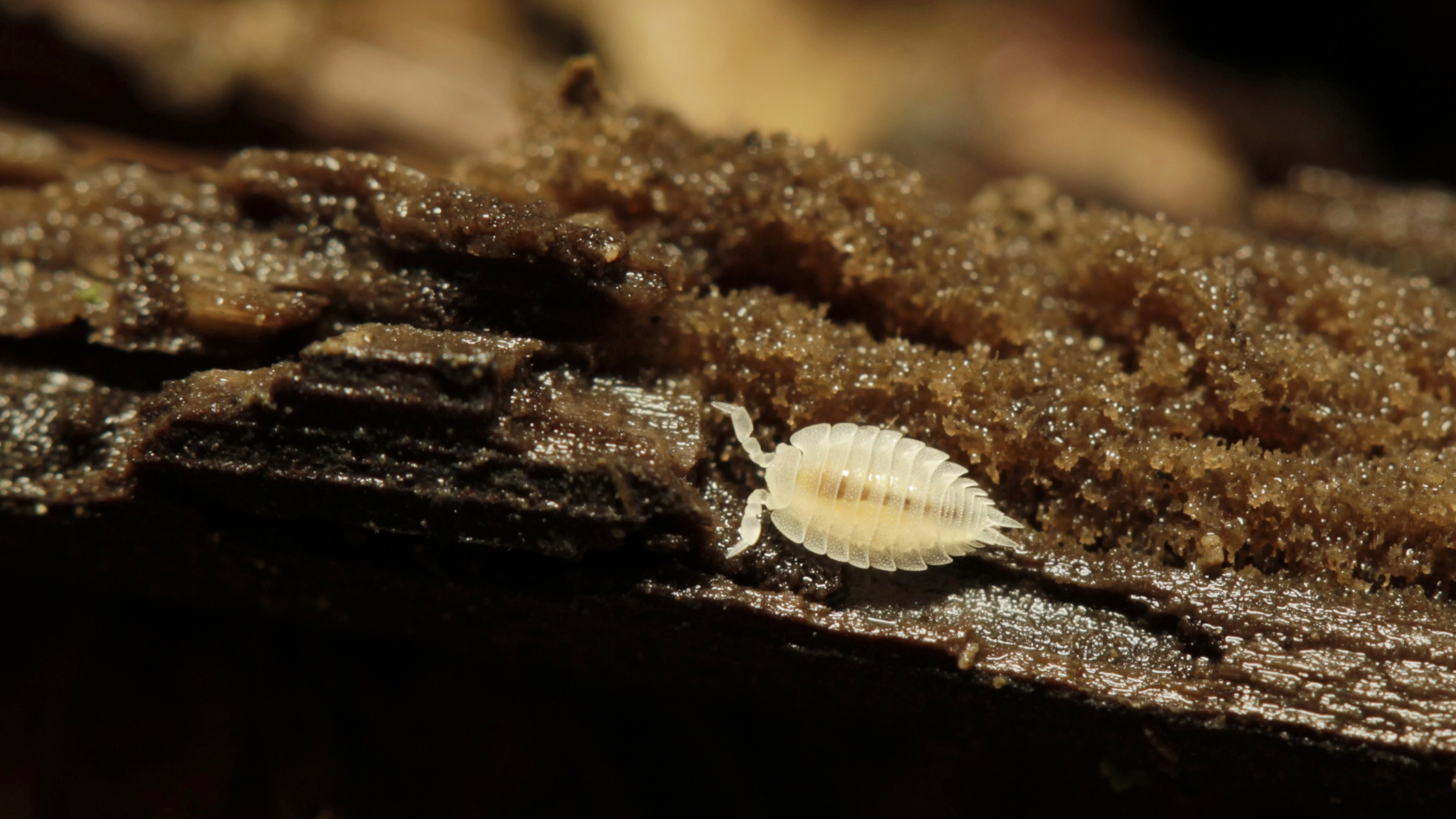 Ameisenassel sind selten außerhalb ihrer Wohngemeinschaften zu finden. Foto: Benedikt Kästle