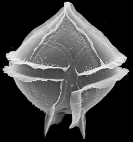 Die meisten Arten der Dinoflagellaten messen nur 0,01–0,1 mm. Foto: Urban Tillman