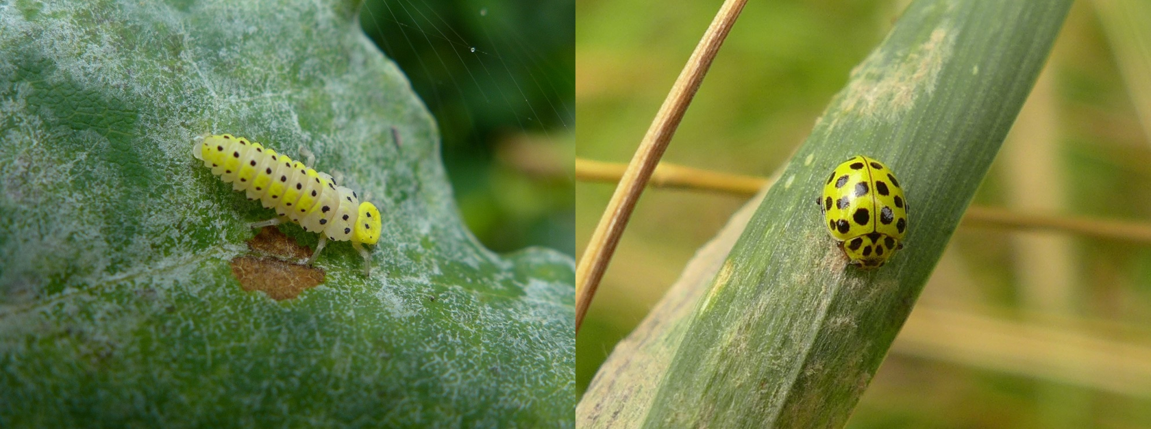 Bestimmte Marienkäferarten sind auf Echte Mehltaupilze (Erysiphaceae) als Nahrung spezialisiert. Hier der Zweiundzwanzigpunkt-Marienkäfer Psyllobora vigintiduopunctata (Larve links, Imago rechts) beim Abweiden des Myzels. Foto: Julia Kruse