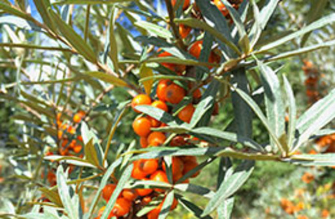Orangefarbene Früchte und silbrig-grüne, schmale Blätter kennzeichnen den Sanddorn (Hippophaë rhamnoides). Foto: Dr. Günter Matzke-Hajek 