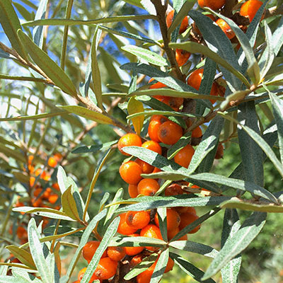 Orangefarbene Früchte und silbrig-grüne, schmale Blätter kennzeichnen den Sanddorn (Hippophaë rhamnoides). Foto: Dr. Günter Matzke-Hajek 