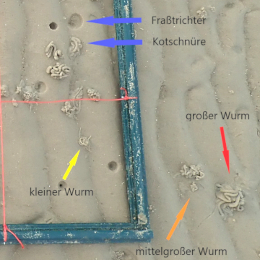 Je dicker eine Kotschnur ist, desto älter und größer ist der Wurm, der sich darunter verbirgt. Foto: BioConsult.