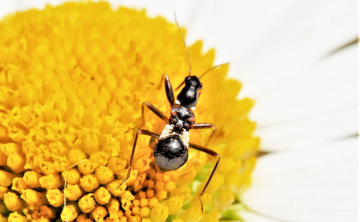 Die Ameisen-Sichelwanze ist im Larvenstadium gut an der charakteristischen Taille zu erkennen. Foto: Dr. Günter Matzke-Hajek. 