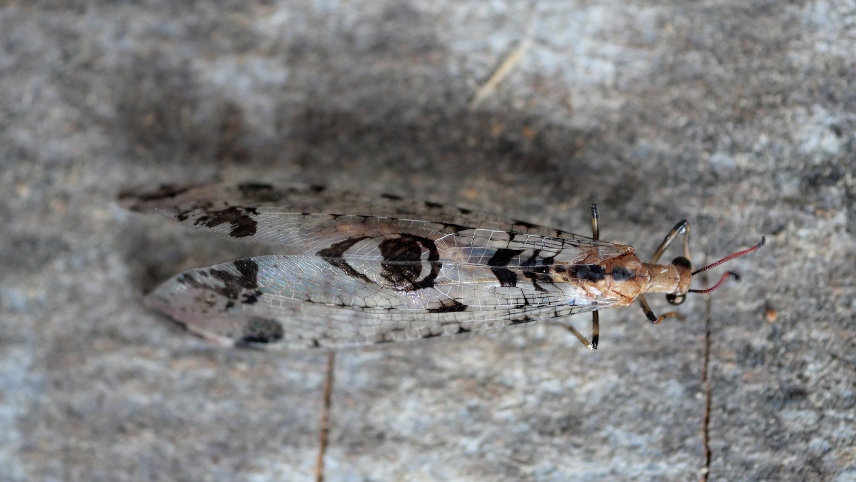   Die seltene Panther-Ameisenjungfern erkennt man an dem typischem Augenfleck in der Mitte der Vorderflügel.  Foto: Dr. Axel Gruppe