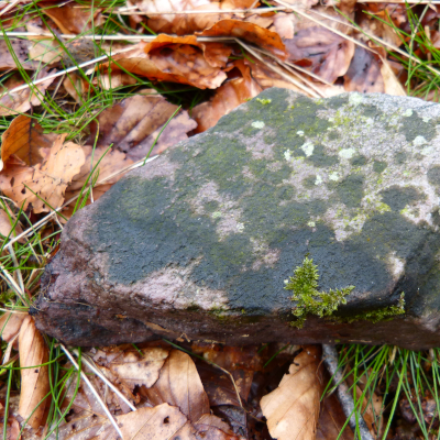 Die neu entdeckte Hunsrück-Warzenflechte ist weltweit bisher nur von einem Waldstück im Nationalpark Hunsrück-Hochwald bekannt. Foto: Dr. Dorothee Killmann