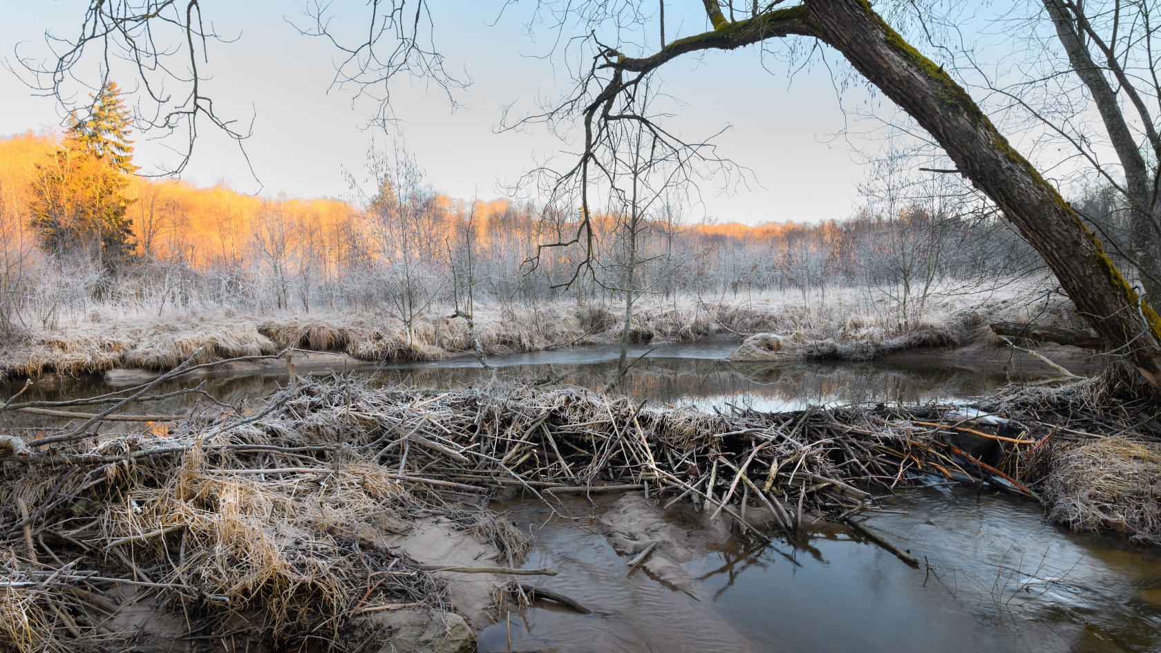 Biber bauen D&auml;mme. Das aufgestaute Wasser sichert im Winter den eisfreien Zugang zum Bau und hilft den Bibern, Nahrungsreserven anzulegen.  Foto: Renatas_Adobe Stock 