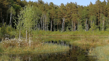 Verlandungsmoor bei Rheinsberg, Brandenburg, als Lebensraum des Kleinen Wasserfroschs. Foto: Marcela Plötner