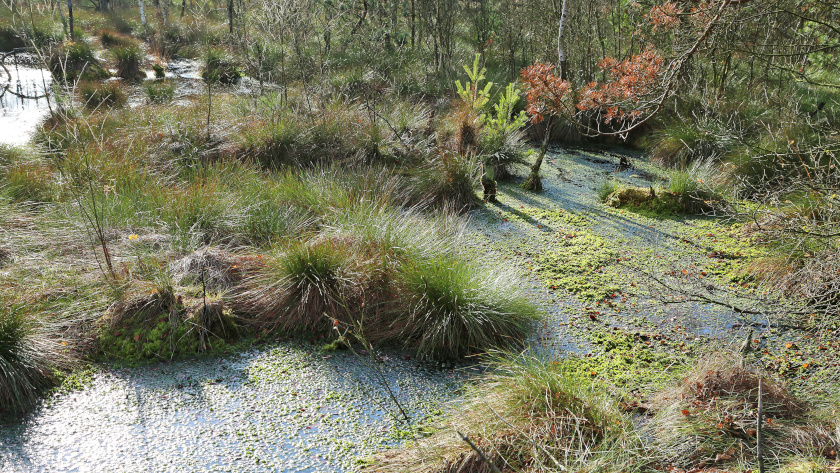 Typischer Entwicklungsort für Leucorrhinia dubia: Kleingewässer in einem Moor mit dichtem Bestand von flutenden Torfmoosen. Foto: Kara/adobestock.com