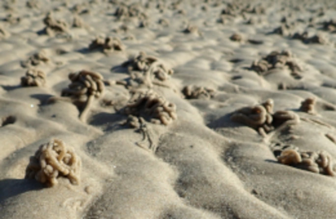 Sandwatt mit Rippelmarken sowie mit Fraßtrichtern und Kothaufen des Pierwurms, Arenicola marina. Foto: BioConsult