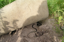 Für den Nachweis von Ringelnattern ist ein „Künstliches Versteck“ nützlich – die Tiere verstecken sich gerne, wie hier unter einem alten Teppich. Foto: Dr. Ulrich Schulte