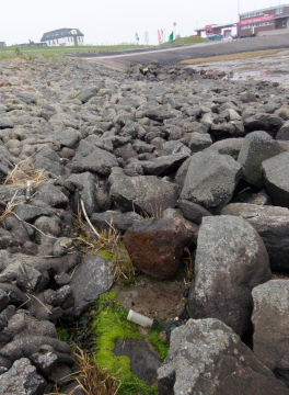 Fundort von Strigama maritima an der Nordseeküste, Dagebüll: Die Suche erfolgte vor allem durch schonendes kurzzeitiges Umdrehen von Totholz und Steinen. Foto: Dr. Hans Reip