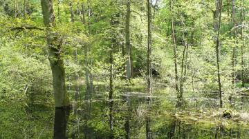 Ein feuchter, staunasser Wald bietet Lebensraum für Urzeitkrebse. Foto: Uwe Manzke