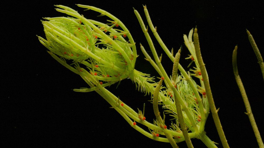 Die stachelige Chara hispida gehört mit bis zu 2 Meter Höhe zu den größten Armleuchteralgen Mitteleuropas. Foto: Heiko Korsch