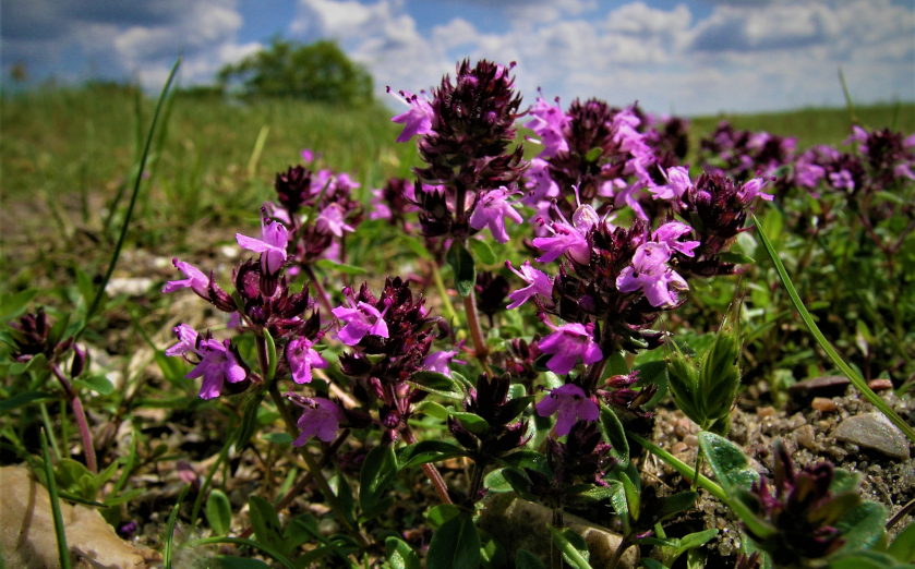 Kleinwüchsige, konkurrenzschwache Arten wie der Arznei-Thymian (Thymus pulegioides) leiden besonders unter der Eutrophierung der Landschaft. Naturnahe Küstenlandschaften sind heute wichtige Refugien für viele dieser Arten.