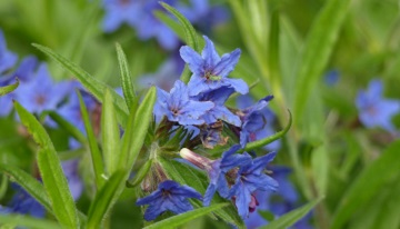 Blaurote Steinsame (Buglossoides purpurocaerulea). Foto: Tino Broghammer.