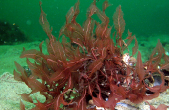Der Blutrote Meerampfer ist eine Rotalge, die ausschließlich im Meer vorkommt. Foto: Dr. Dirk Schories