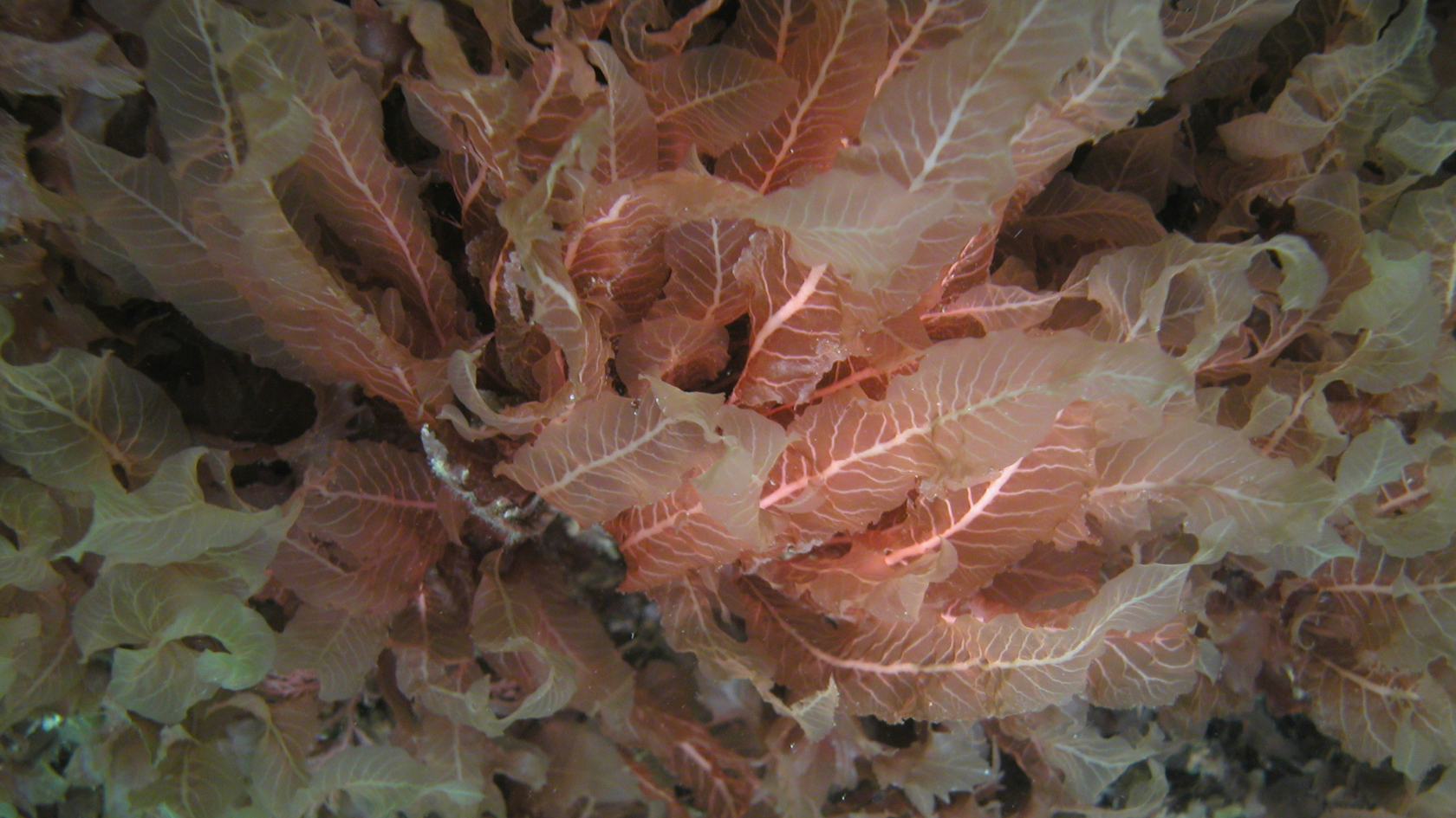 Zumeist „ankert“ der Meerampfer mit seiner Haftscheibe fest auf Felsen, manchmal aber auch auf anderen Algen. Foto: Dr. Dirk Schories