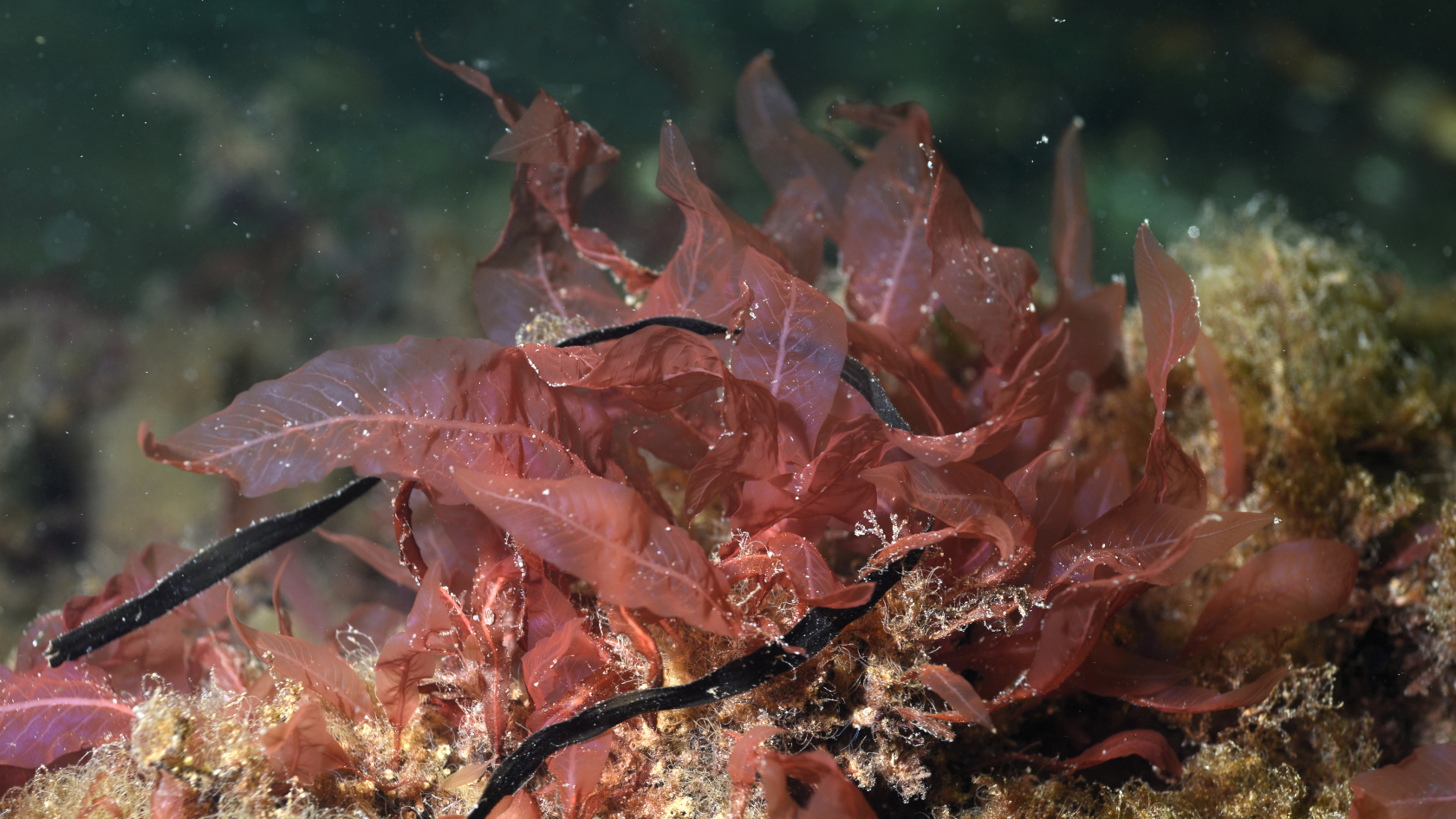 In Deutschland findet man den Blutrote Meerampfer vor allem auf dem Helgoländer Felssockel sowie an vielen Stellen in der Ostsee. Foto: Dr. Dirk Schories