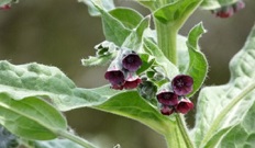 Cynoglossum_officinale, Foto: Dr. Günter Matzke-Hajek