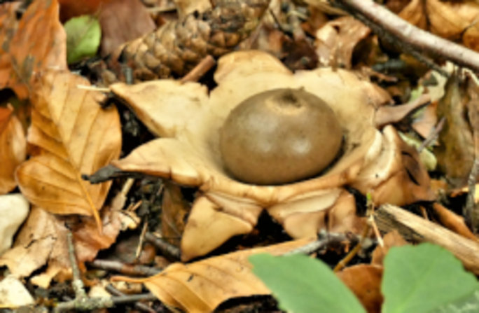 Gewimperter Erdstern (Geastrum fimbriatum): Der ungewöhnlich geformte Pilz ist in Deutschland gebietsweise häufig und insgesamt ungefährdet.