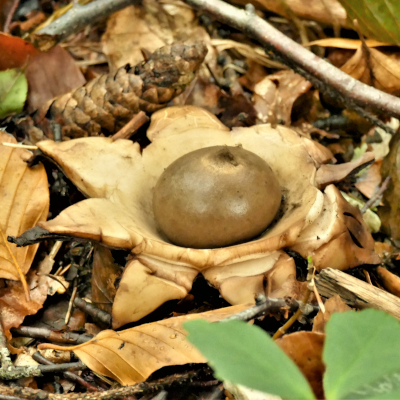 Gewimperter Erdstern (Geastrum fimbriatum): Der ungewöhnlich geformte Pilz ist in Deutschland gebietsweise häufig und insgesamt ungefährdet. Foto: Dr. Günter-Matzke-Hajek