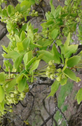 Blüten des Französischen Ahorn im Frühjahr.