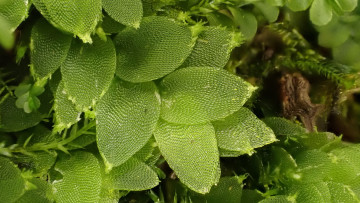 Das Glänzende Flügelblattmoos (Hookeria lucens) ist subatlantisch verbreitet und wächst nur in einigen Mittelgebirgen und den Alpen wo der Jahresniederschlag über 1000mm beträgt. Die Rote Liste verzeichnet es als gefährdet. Foto: Stefan Gey 