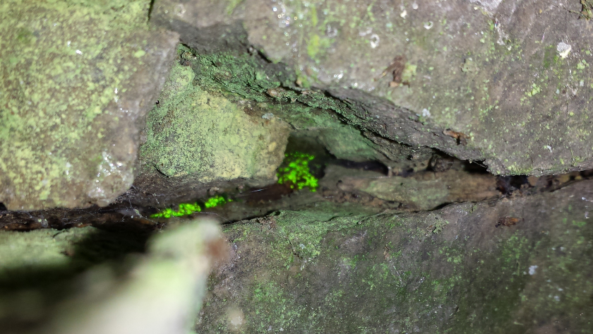 Das charakteristische grüne Leuchten des Leuchtmooses in einer Felsspalte. Foto: Stefan Gey