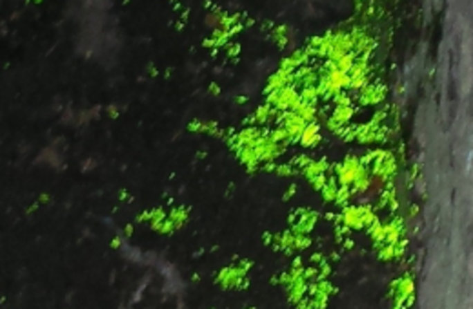 Das charakteristische grüne Leuchten des Leuchtmooses. Foto: Stefan Gey
