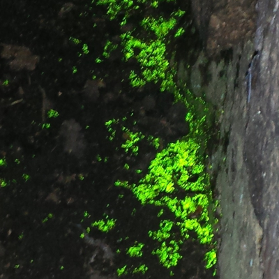 Das charakteristische grüne Leuchten des Leuchtmooses. Foto: Stefan Gey