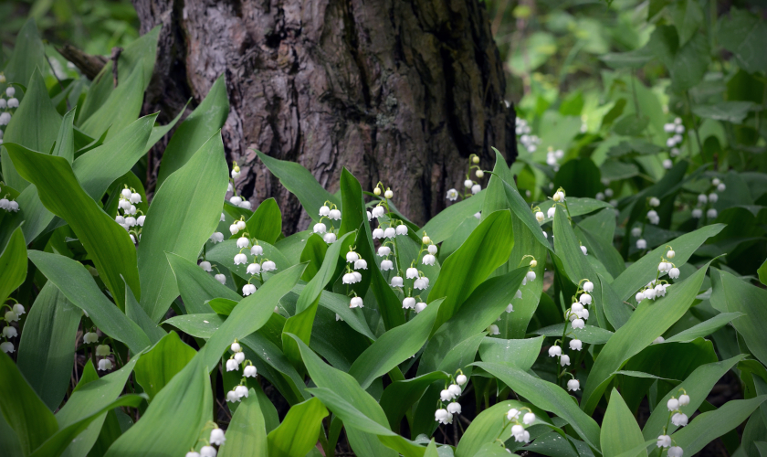 Maiglöckchen gedeihen in lichten Wäldern, vermehren sich aber auch prächtig in Parks und in Gärten