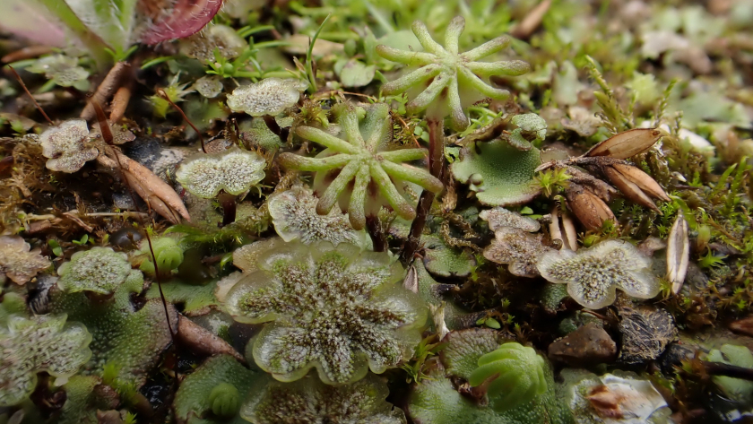 Auf feuchter und gut gedüngter Erde fühlt sich das Ruderal-Brunnenlebermoos (Marchantia polymorpha subsp. ruderalis) wohl.  Foto: Stefan Gey