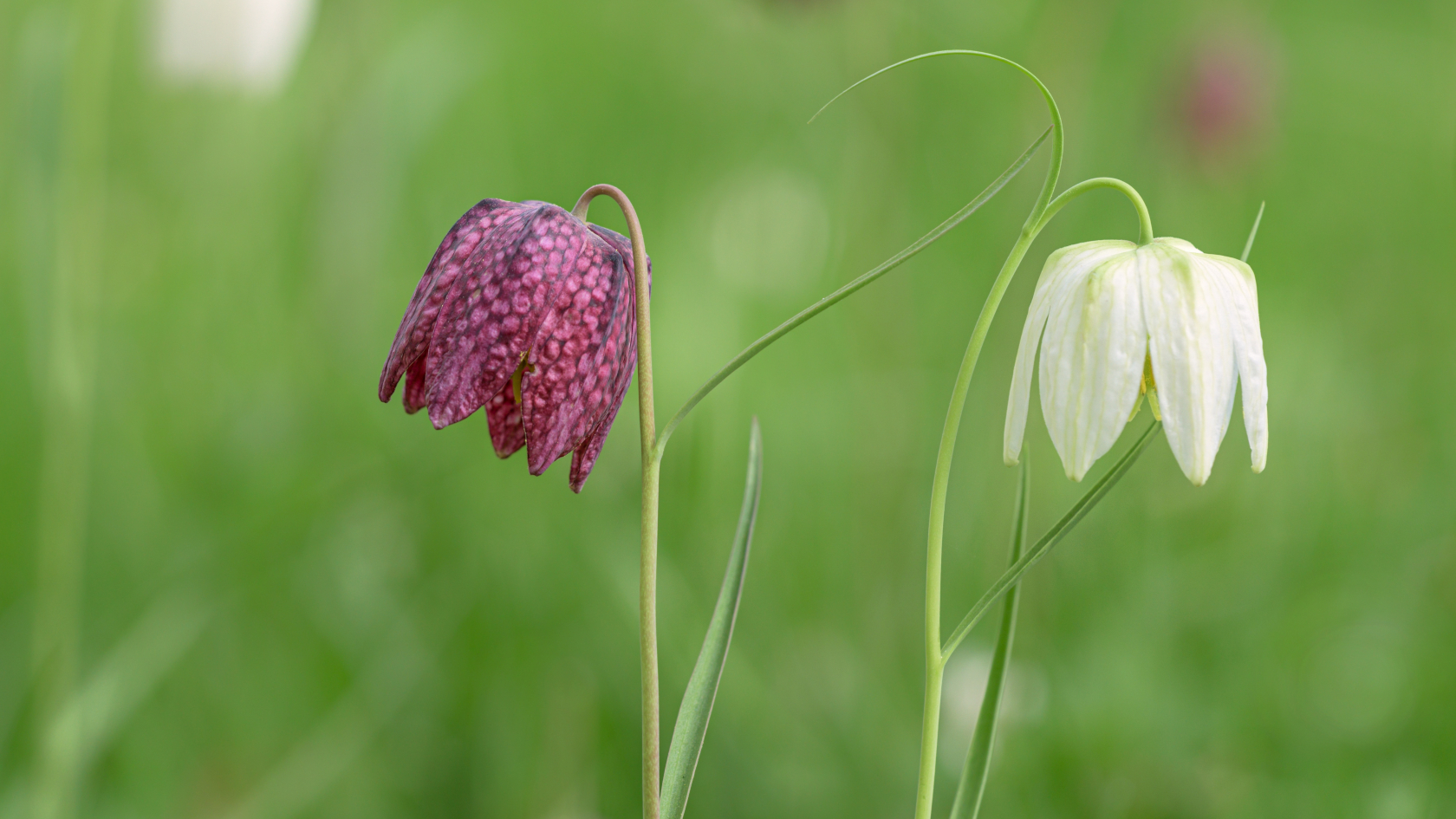 Die meisten Schachblumen (Fritillaria meleagris) besitzen Blüten mit rotvioletter Grundfarbe. In vielen Populationen gibt es aber auch einzelne Exemplare mit weißem Perianth. Foto: Rita Primer/AdobeStock