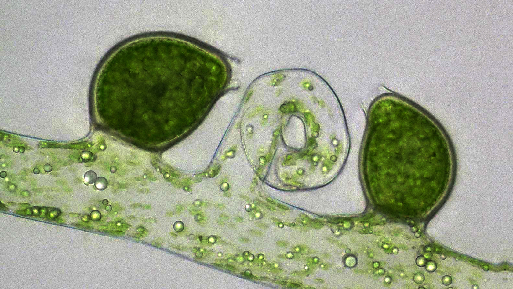 Die Schlauchalge Vaucheria bursata gilt in Deutschland als ungefährdet. Foto: Dr. Karl-Heinz Linne von Berg