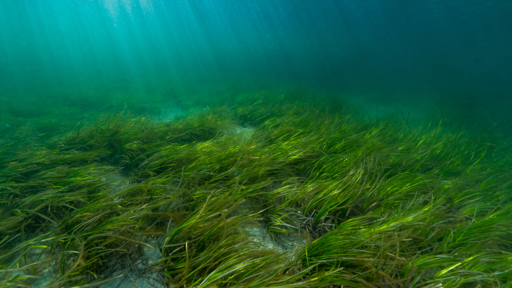 Intakte Seegraswiesen schützen die Küsten, indem sie Wellen ausbremsen und den sandigen Untergrund mit ihren Wurzeln festhalten. Sie bieten Abertausenden Tieren Schutz und Nahrung. Foto: divedog/AdobeStandard
