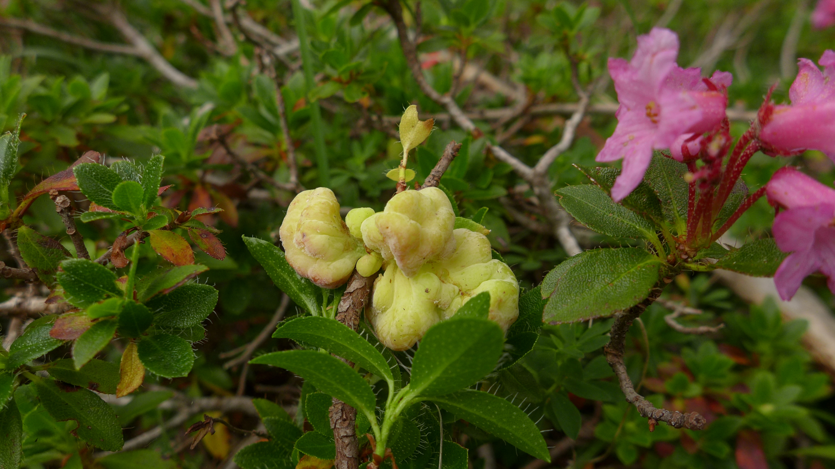 Gallen von Exobasidium rhododendri an der Bewimperten Alpenrose. Foto: Julia Kruse