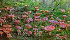 Many mushroom species, such as the Fly agaric, have an underground ‘network‘ that allows them to communicate with other organisms.