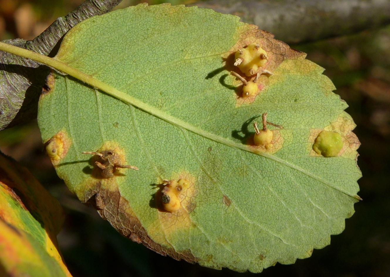 Auf der Blattunterseite seiner Wirtspflanze, der Emberger-Felsenbirne, bildet der Rostpilz Gymnosporangium amelanchieris kleine Erhebungen mit dünnen Pseudoperidien. Foto: Julia Kruse