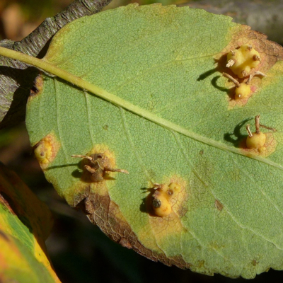 Auf der Blattunterseite seiner Wirtspflanze bildet der Rostpilz Gymnosporangium amelanchieris kleine Erhebungen mit dünnen Pseudoperidien. Foto: Julia Kruse