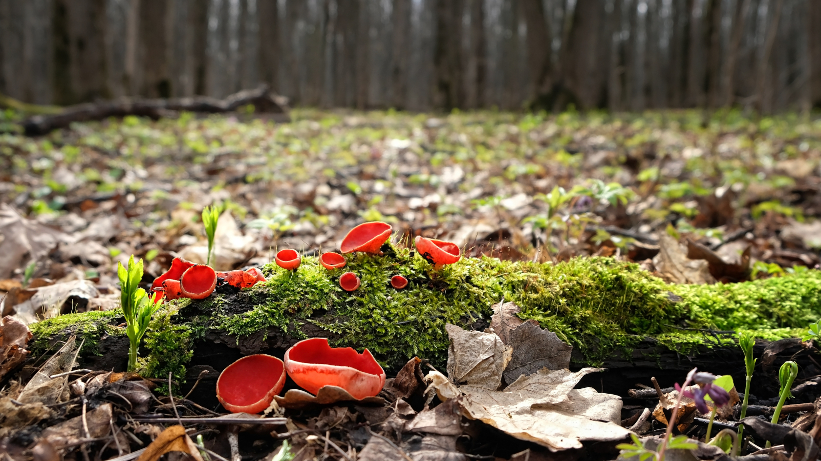 Ein Signal für Tiere oder bloß eine Laune der Natur? Im Spätwinter sind die grellroten Fruchtbecher von Sarcoscypha coccinea die einzigen Farbtupfer am Waldboden. Foto: Ju_see/AdobeStock