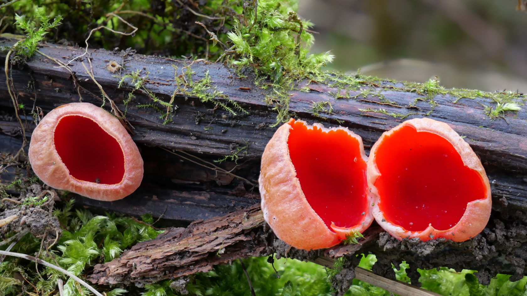 Zwei Namen  –  eine Art: In der Roten Liste der Großpilze heißt er „Zinnoberroter Prachtbecherling", in anderen Quellen „Scharlachroter Kelchbecherling".  Foto: Gerhard/AdobeStock