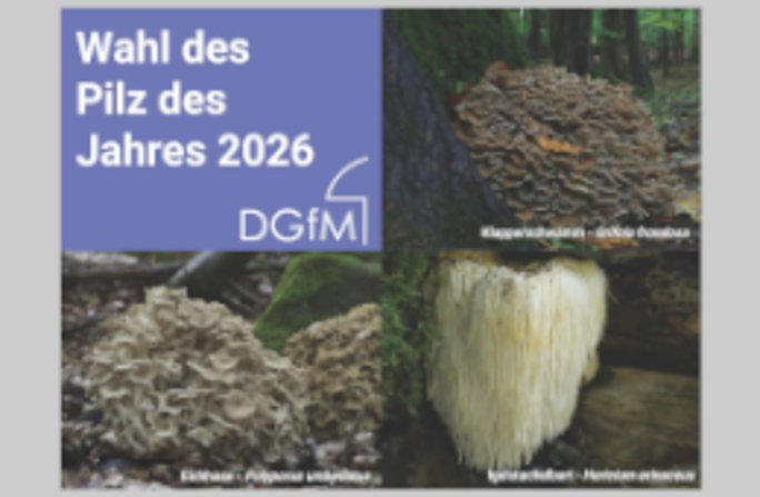 Zur Wahl stehen Eichhase, Igelstachelbart und Klapperschwamm. Foto:DGfM