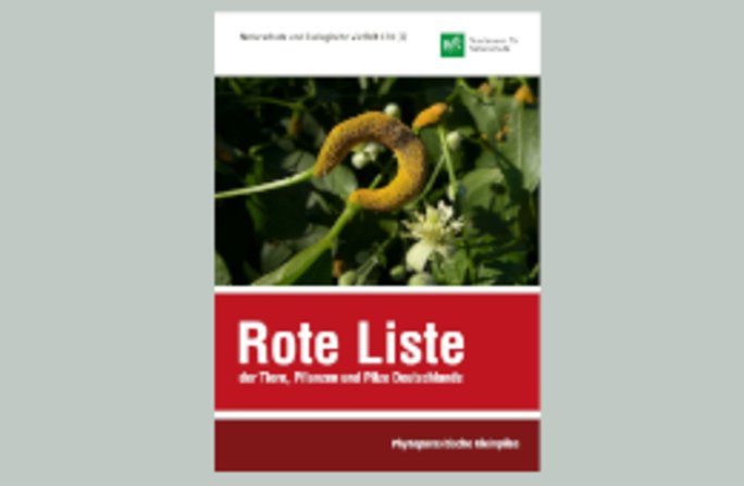 Deutschland ist weltweit das erste Land, für das jetzt eine Rote Liste der auf lebenden Pflanzen wachsenden Kleinpilze – der phytoparasitischen Kleinpilze – vorliegt