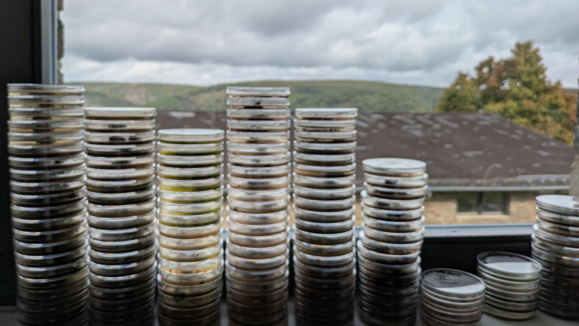 Um Schlauchalgen bis zur Art zu bestimmen, muss man sie zuvor anzüchten. Foto: Sandra Ehrmann