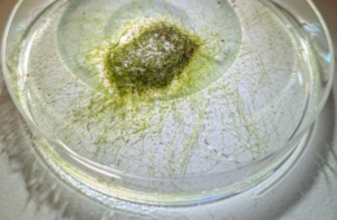 Um Schlauchalgen bis zur Art zu bestimmen, muss man sie zuvor anzüchten. Foto: Sandra Ehrmann