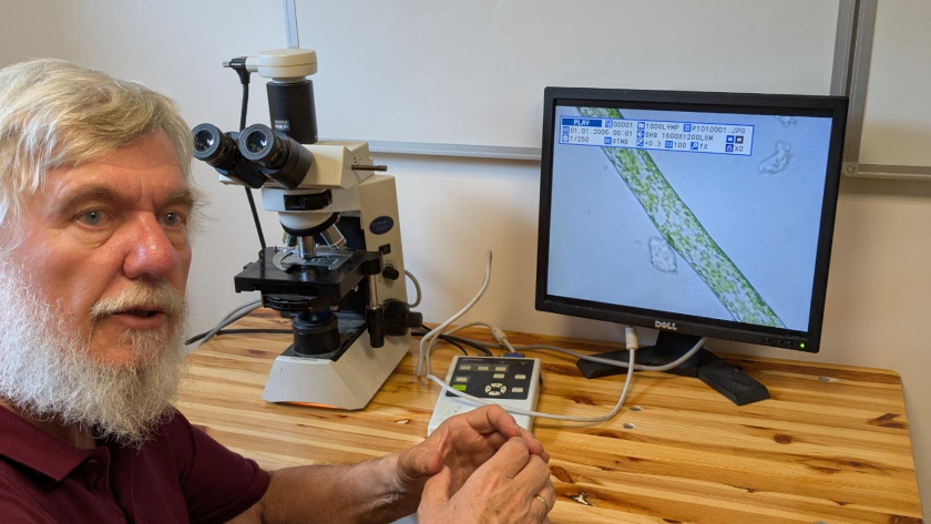 Schlauchalgen können morphologisch zumeist nur mit dem Mikroskop bestimmt werden. Foto: Sandra Ehrmann