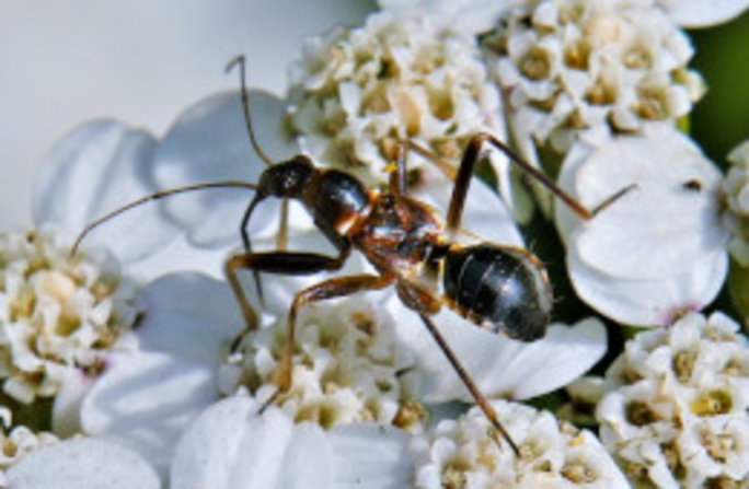 Die Ameisen-Sichelwanze ist im Larvenstadium gut an der charakteristischen Taille zu erkennen. Foto: Dr. Günter Matzke-Hajek. 