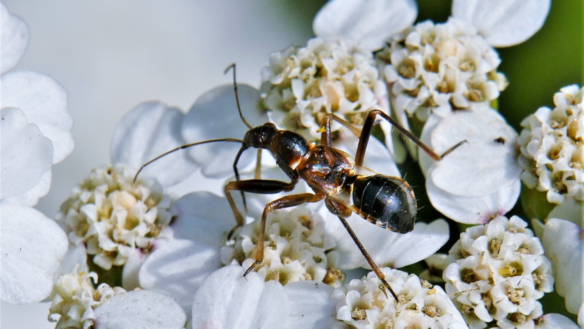In der Roten Liste der Wanzen Deutschlands ist die Ameisen-Sichelwanze (Himacerus mirmicoides) – hier eine Larve – als ungefährdet verzeichnet. Foto: Dr. Günter Matzke-Hajek.