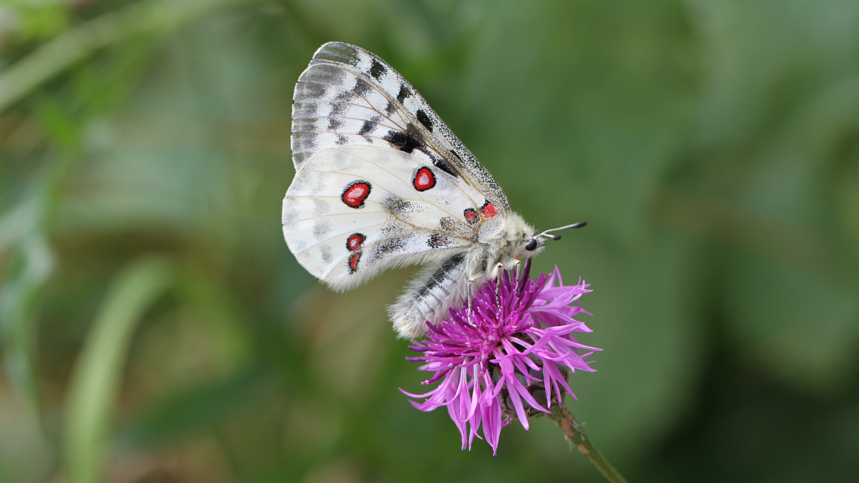 Der Apollofalter gilt als „Stark gefährdet“. Seine nur in Deutschland vorkommende Unterart – der Mosel-Apollo – ist vom Aussterben bedroht. Foto: Jürgen Becker